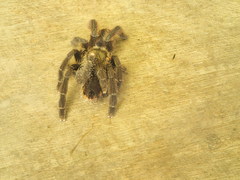 Psalmopoeinae