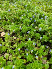 Veronica persica