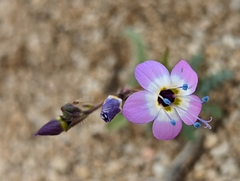 Gilia cana