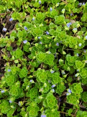 Veronica persica
