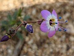 Gilia cana