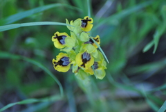 Ophrys lutea