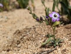 Gilia cana