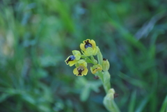 Ophrys lutea