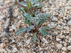 Gilia cana