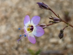 Gilia cana