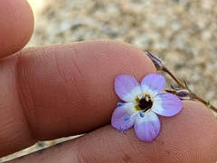 Gilia cana