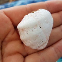 Rapaninae
