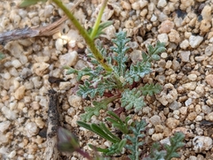 Gilia cana