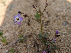 Gilia cana