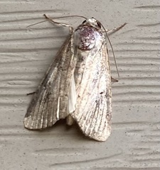 Leucania phragmitidicola