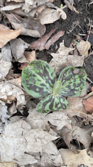 Trillium sessile