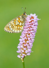 Boloria eunomia