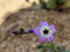 Gilia cana