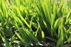 Pleioblastus viridistriatus