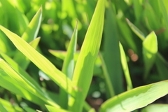 Pleioblastus viridistriatus