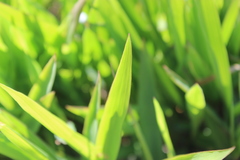 Pleioblastus viridistriatus