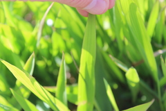 Pleioblastus viridistriatus