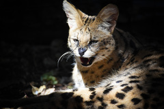Leptailurus serval serval