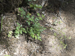 Tauschia kelloggii