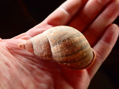 Porphyrobaphe irrorata