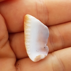 Cypraecassis coarctata