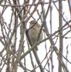 Phylloscopus collybita