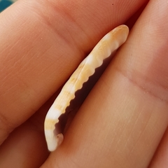 Cypraecassis coarctata