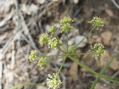 Tauschia kelloggii