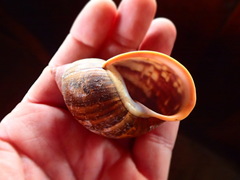 Porphyrobaphe irrorata