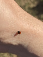 Brumoides septentrionis