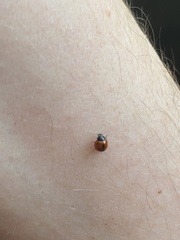 Brumoides septentrionis