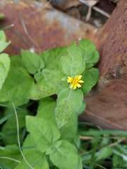 Calyptocarpus vialis