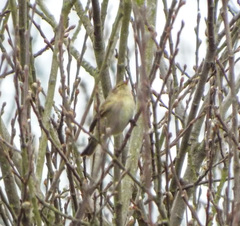 Phylloscopus collybita
