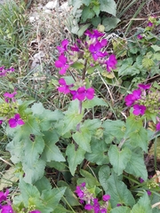 Lunaria annua