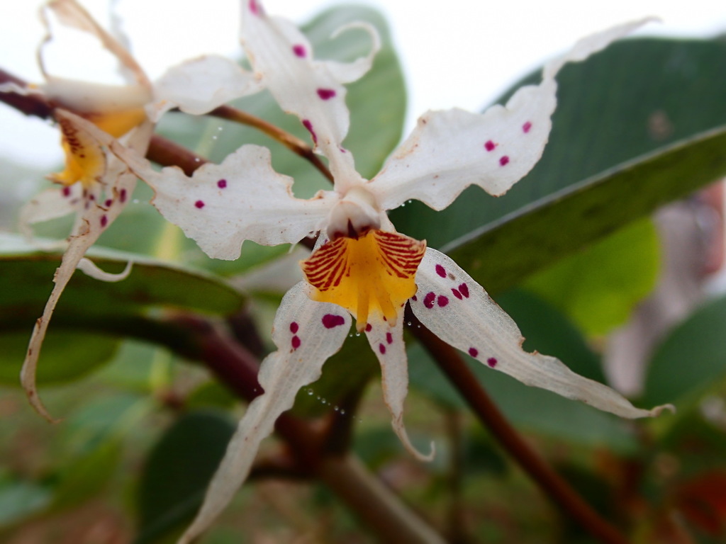Oncidium cirrhosum