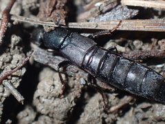 Ocypus nitens