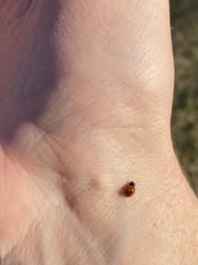 Brumoides septentrionis