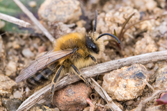 Colletes cunicularius