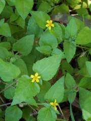 Calyptocarpus vialis