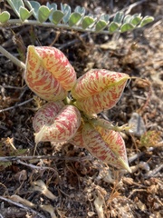 Astragalus lentiginosus nigricalycis
