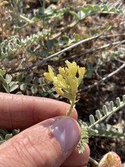 Astragalus lentiginosus nigricalycis