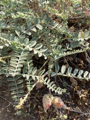 Astragalus lentiginosus nigricalycis