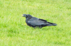 Corvus corax