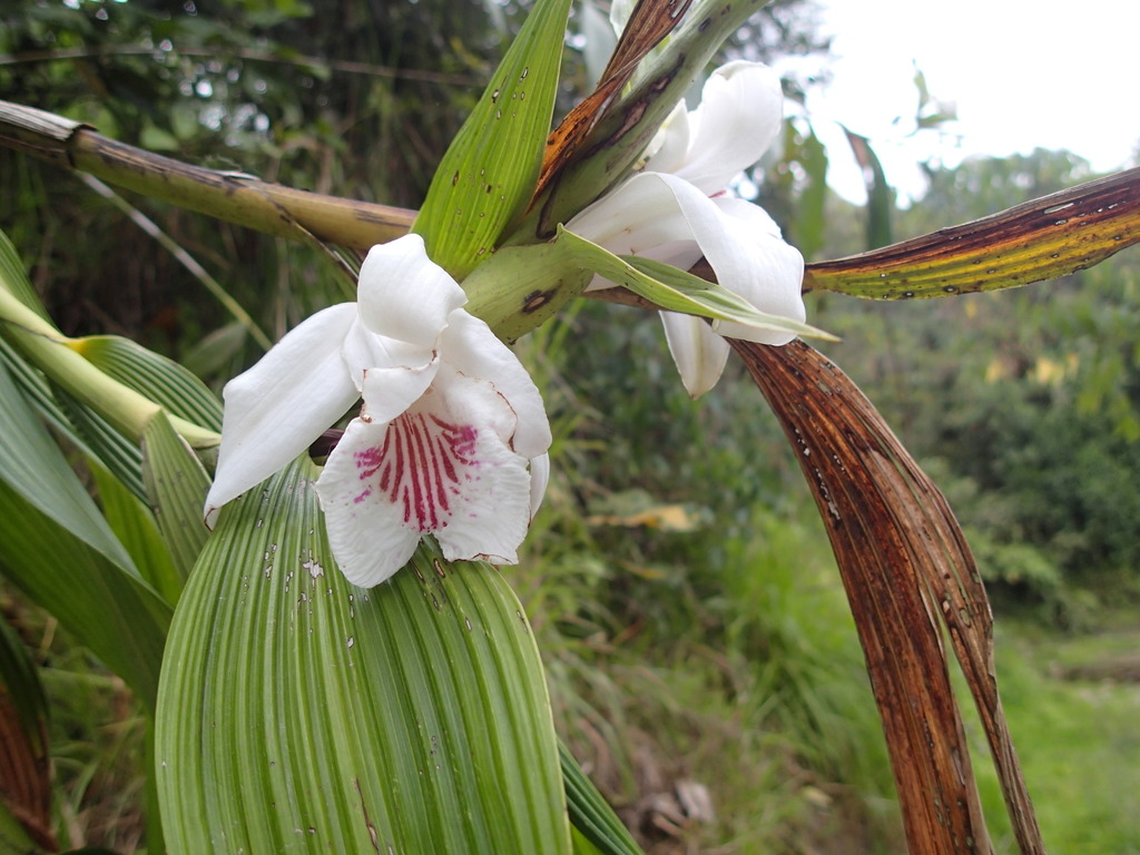 Sobralia pulcherrima
