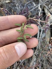 Pellaea andromedifolia