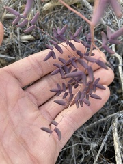 Pellaea andromedifolia