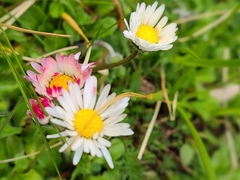 Bellis perennis