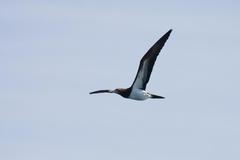 Sula leucogaster brewsteri