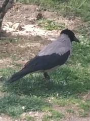 Corvus cornix